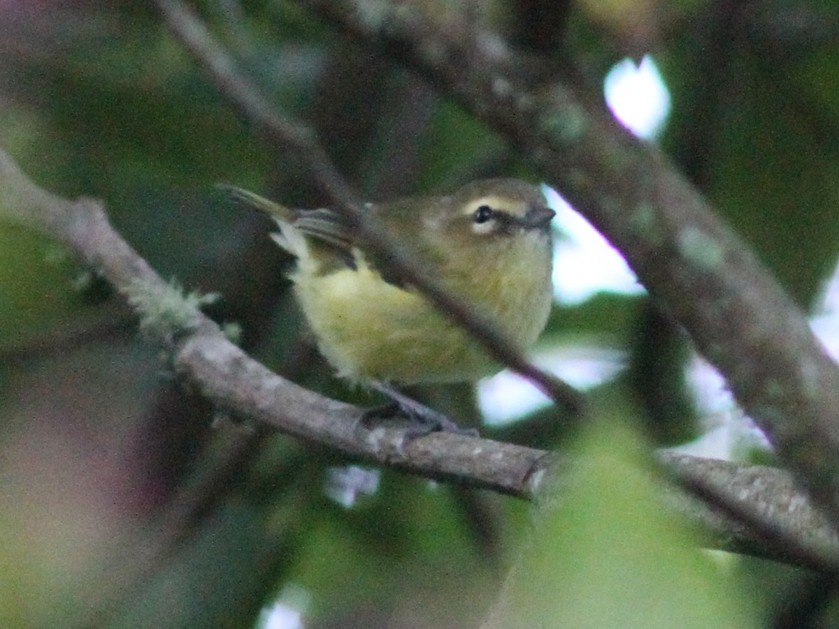 Yellow-winged Vireo - ML637630350