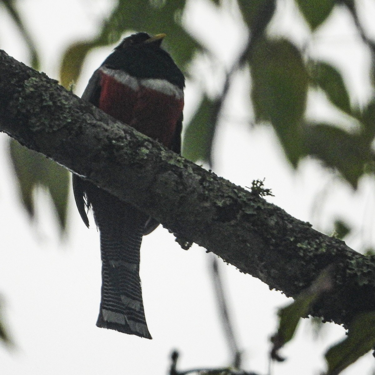 Collared Trogon - ML637630363