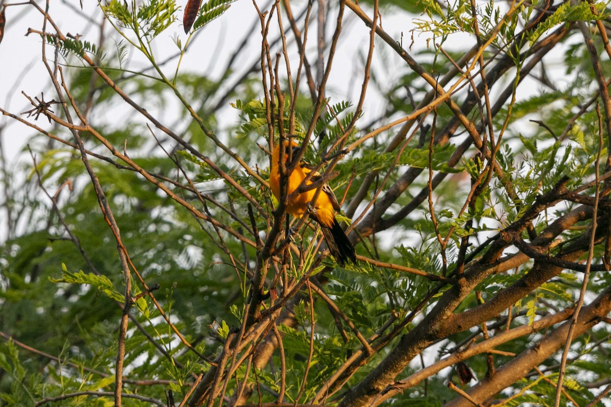 Streak-backed Oriole - ML637630398