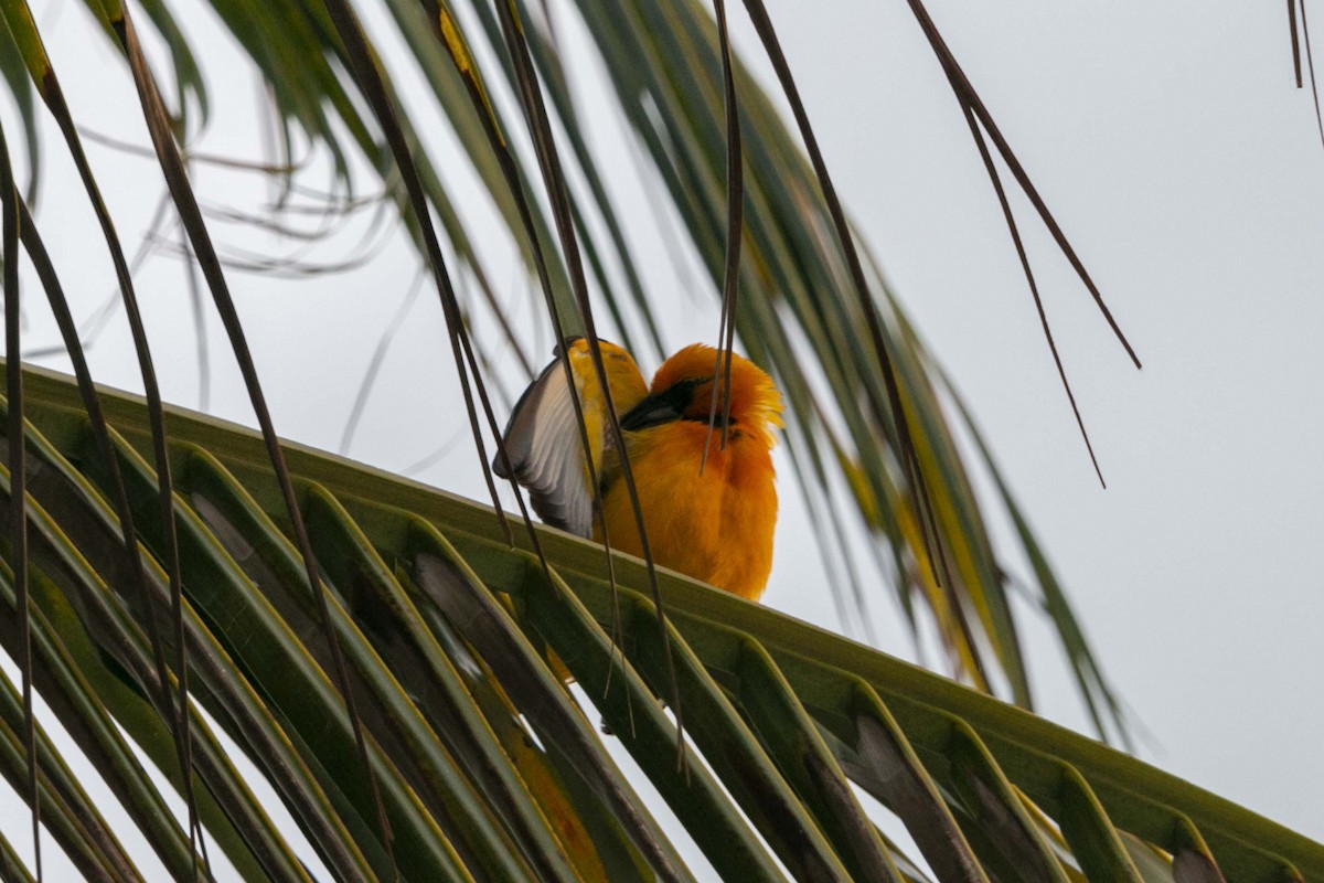 Streak-backed Oriole - ML637630404