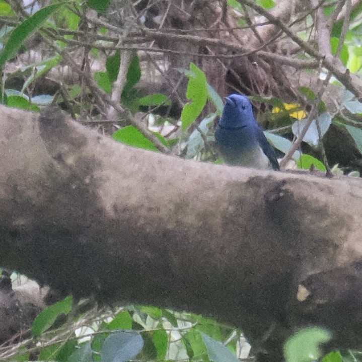 Black-naped Monarch - ML637630427