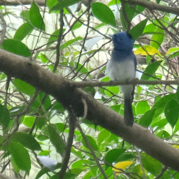 Black-naped Monarch - ML637630428