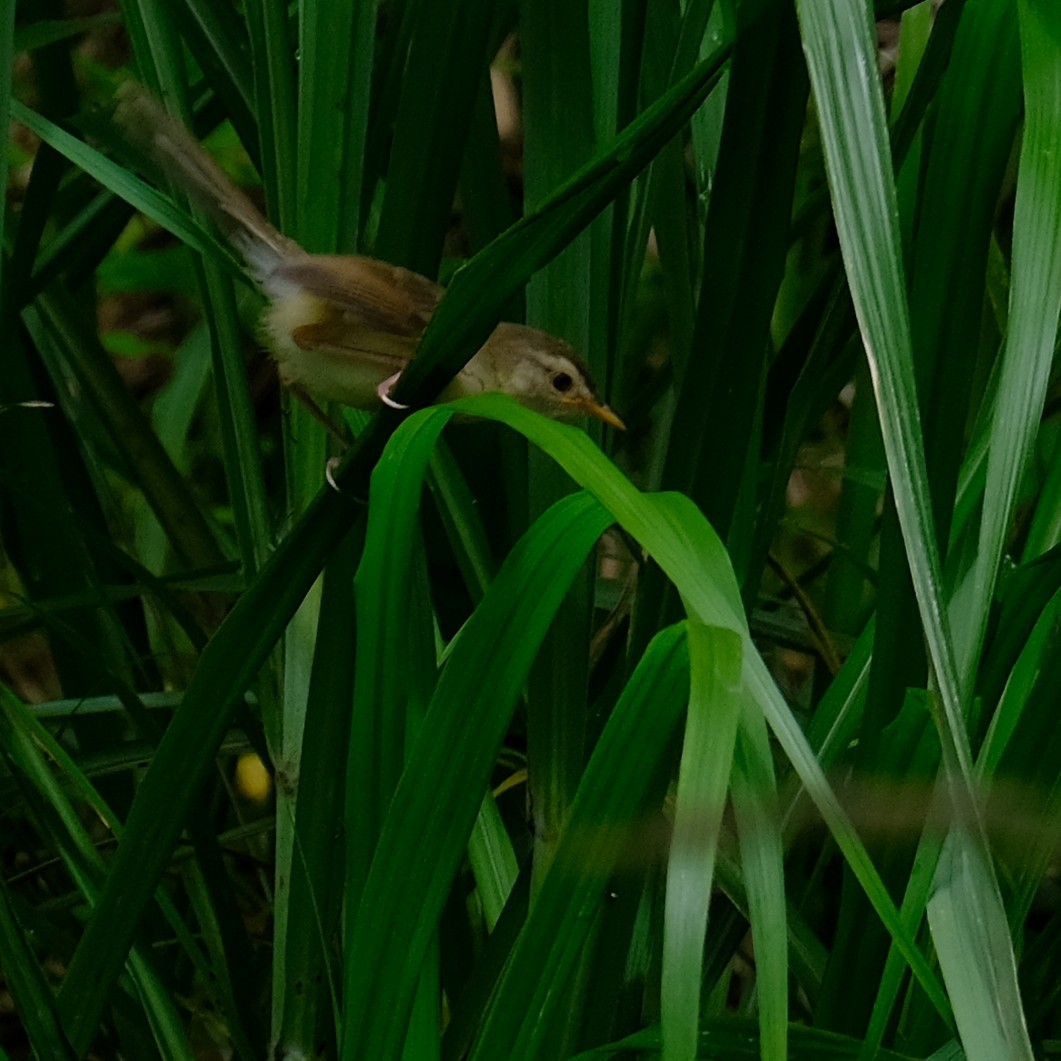 Yellow-bellied Prinia - ML637630433