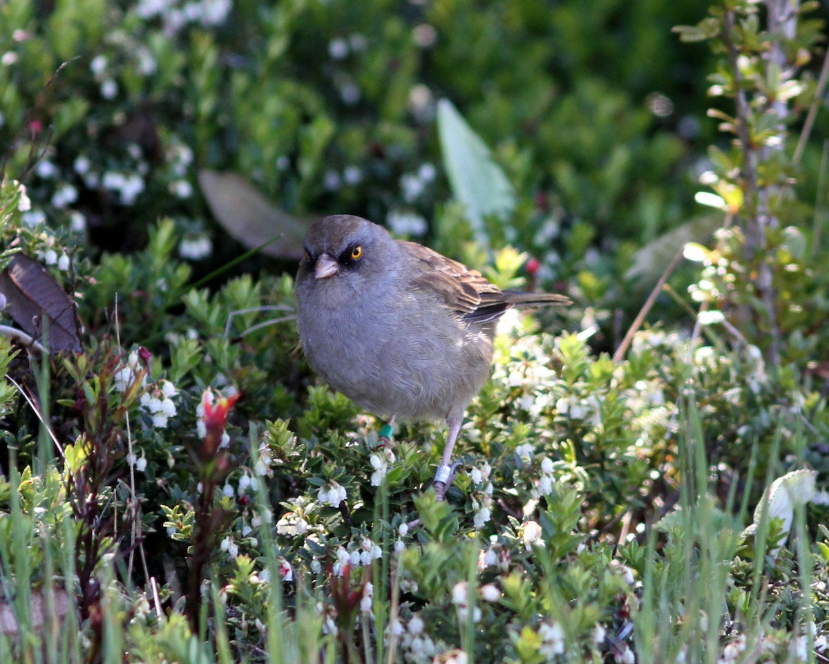 Volcano Junco - ML637630437