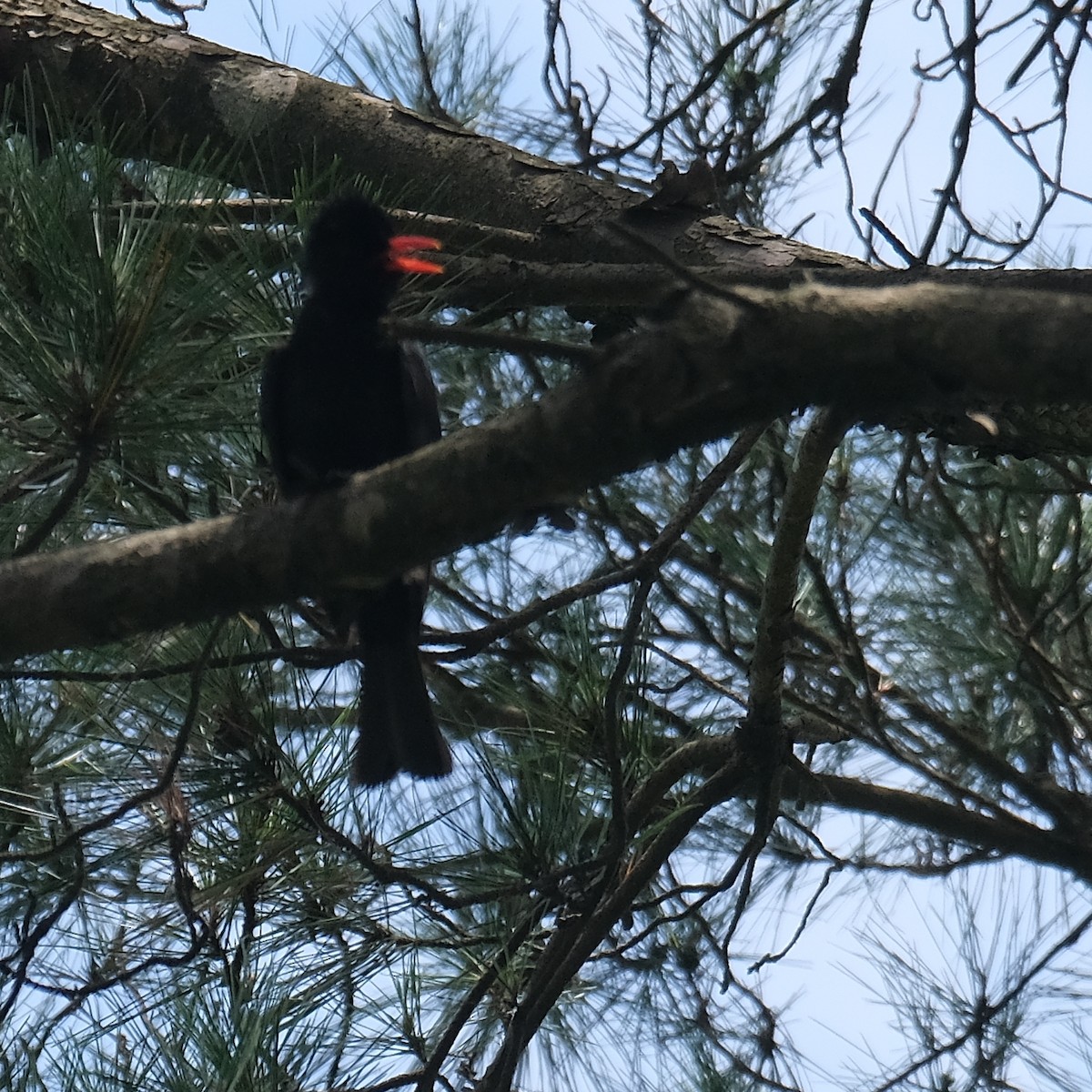 Black Bulbul - ML637630438
