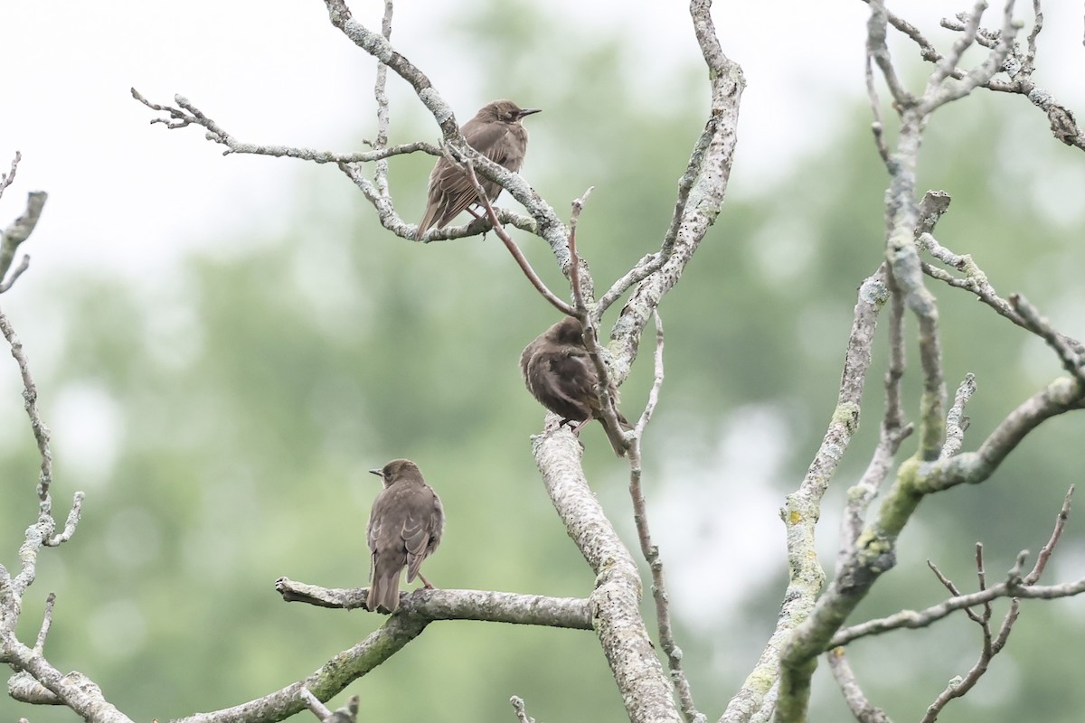 Arabazozo pikarta - ML637630465