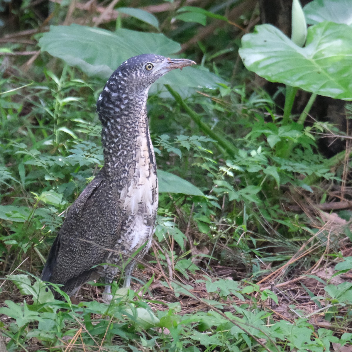 Malayan Night Heron - ML637630469