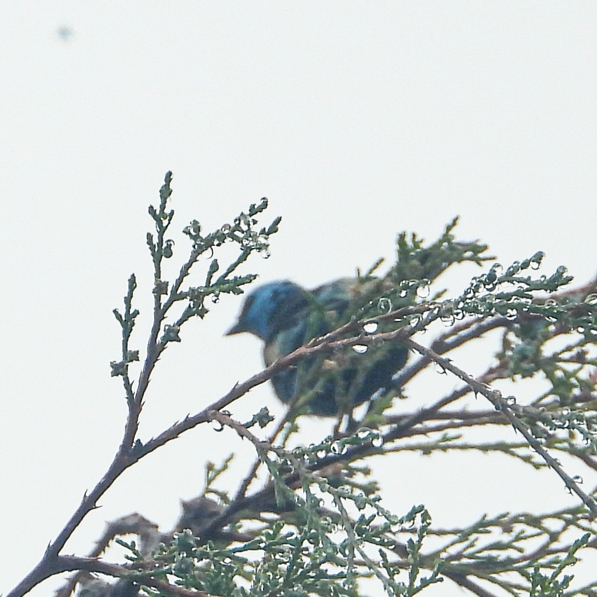 Blue-necked Tanager - ML637630471