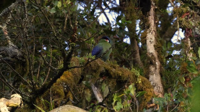 Hartlaub's Turaco - ML637630560