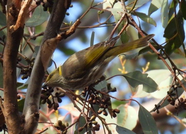 Yellow-plumed Honeyeater - ML637630618