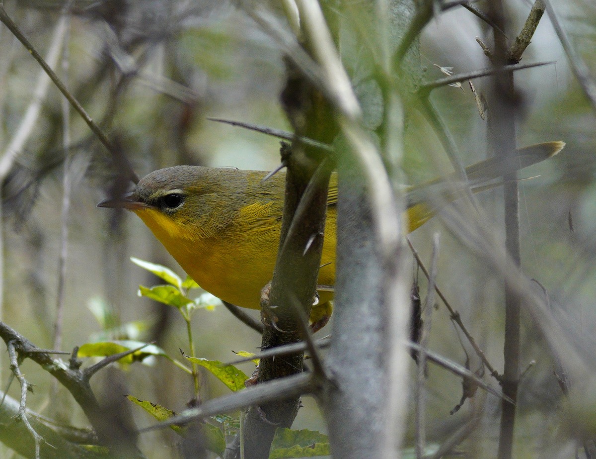 Black-lored Yellowthroat - ML637630636