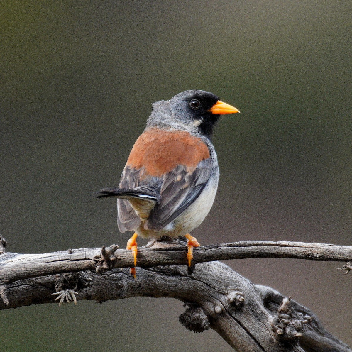 Buff-bridled Inca-Finch - ML637630641