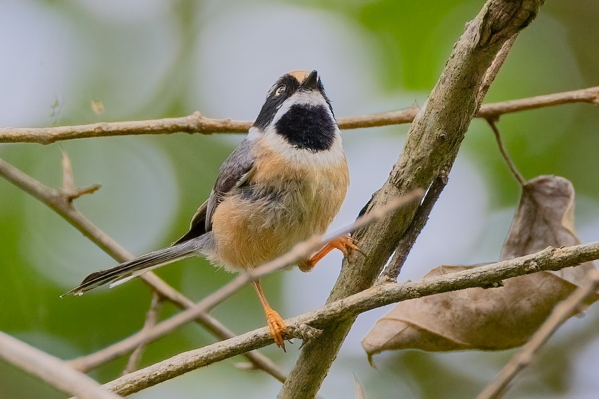Black-throated Tit - ML637630659