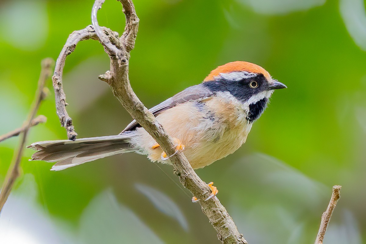 Black-throated Tit - ML637630660