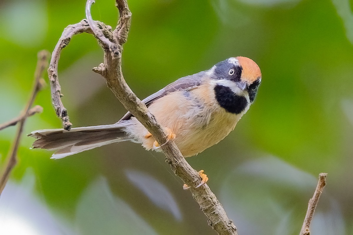 Black-throated Tit - ML637630661