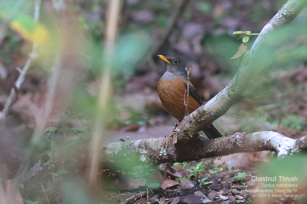 Zorzal Castaño - ML637630683