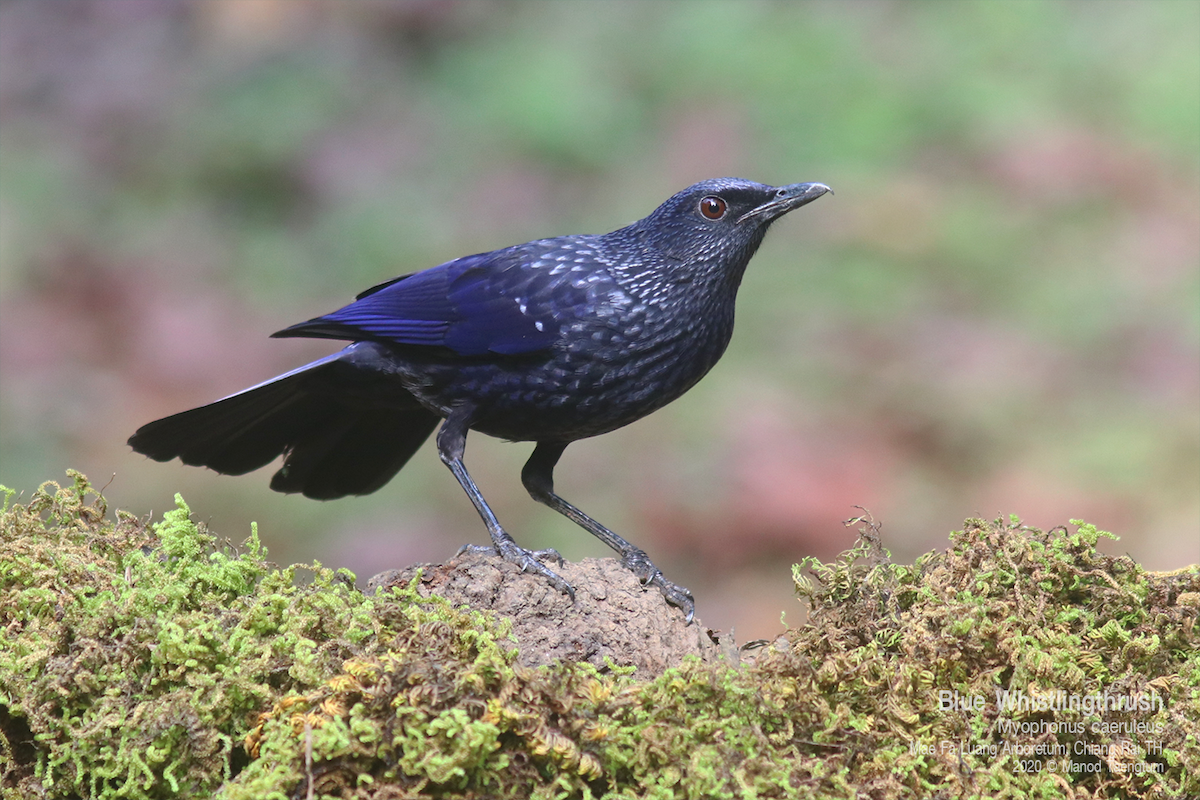 Arrenga Común (caeruleus) - ML637630692