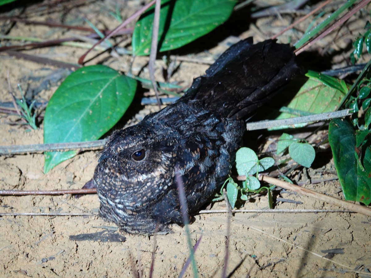 Blackish Nightjar - ML637630722