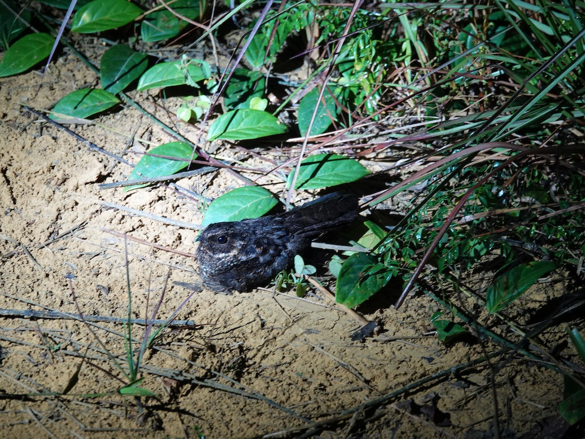 Blackish Nightjar - ML637630723