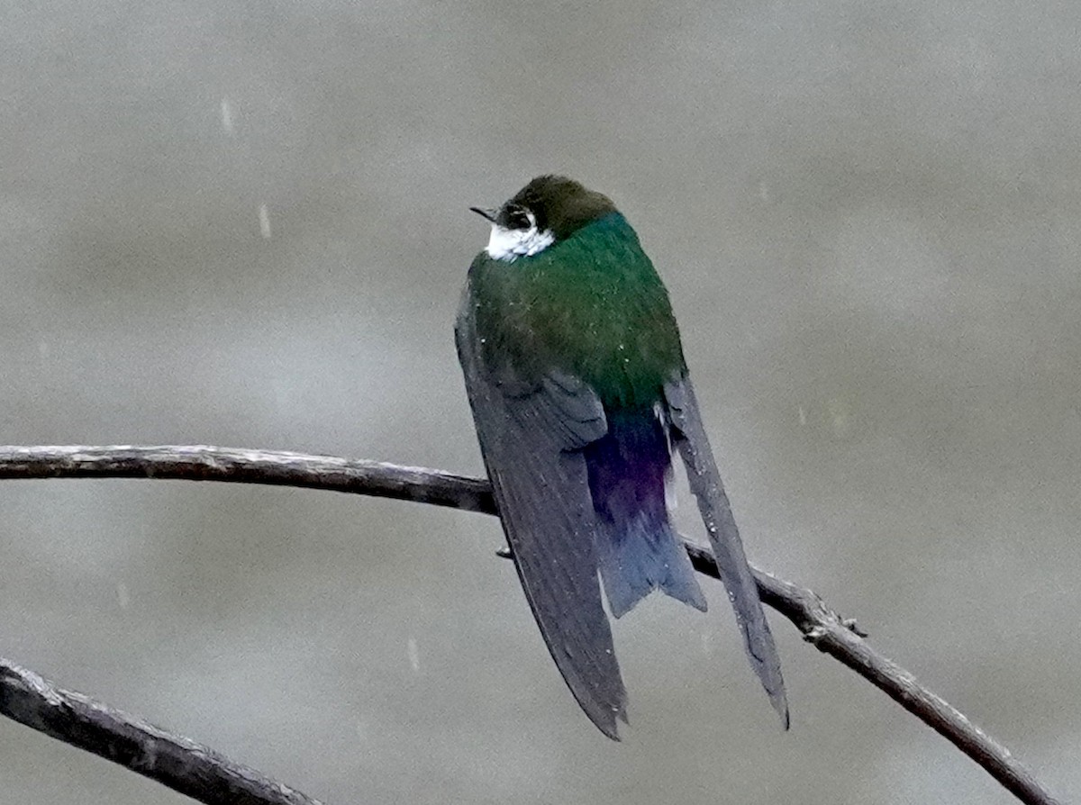 Hirondelle à face blanche - ML637630727