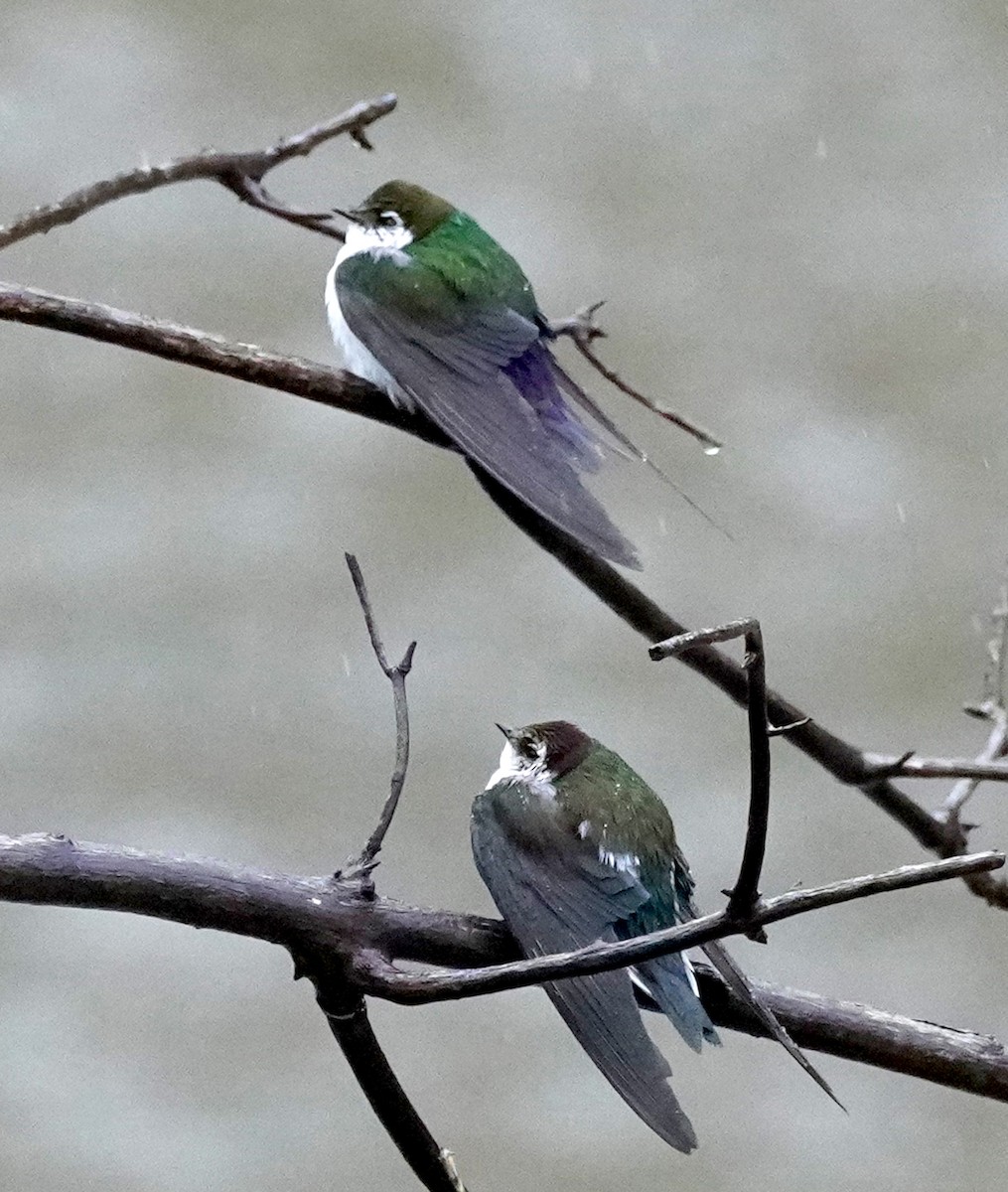 Hirondelle à face blanche - ML637630749