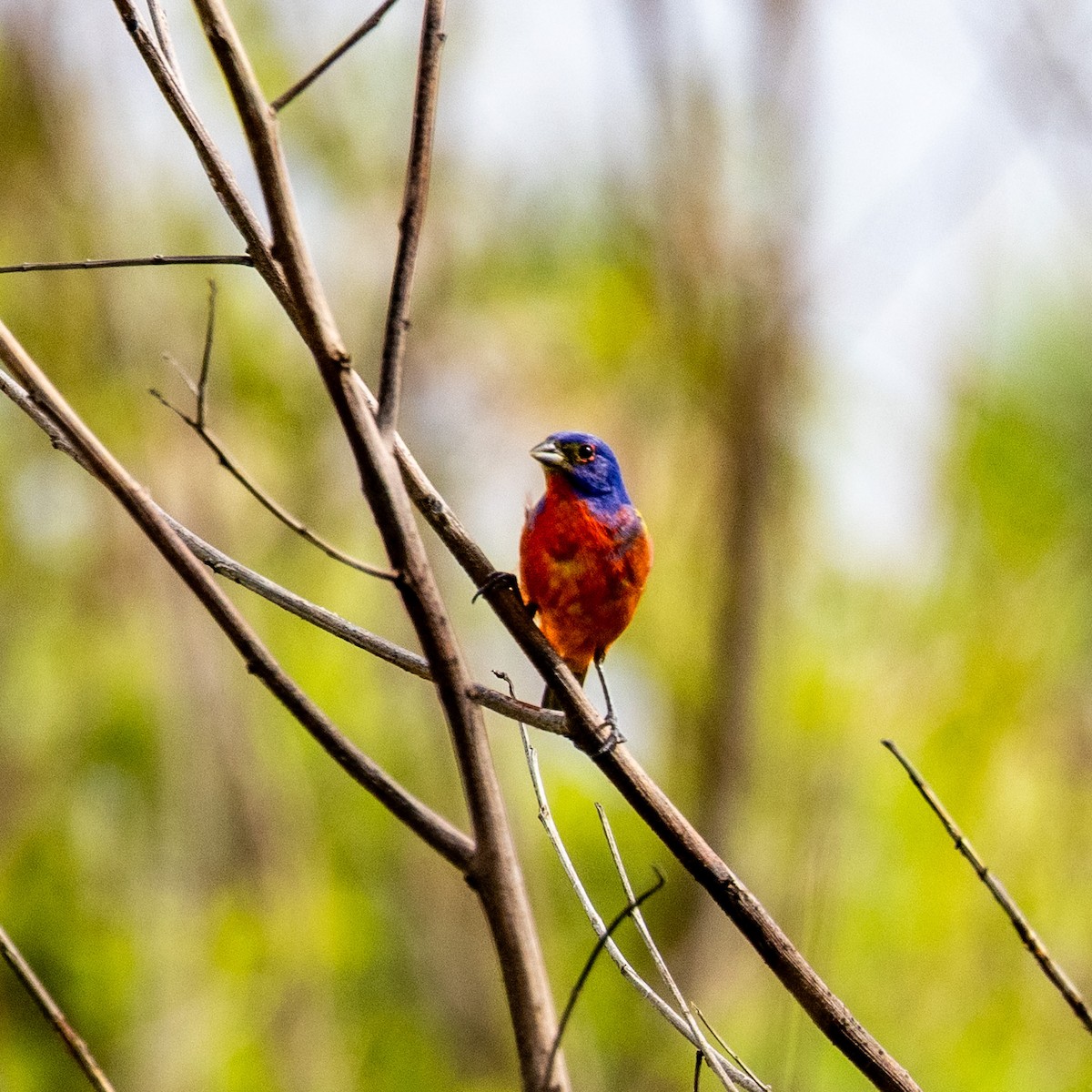 Painted Bunting - ML637630772