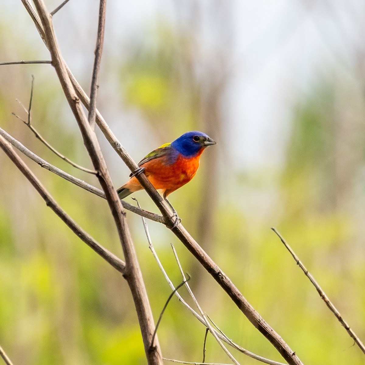 Painted Bunting - ML637630773
