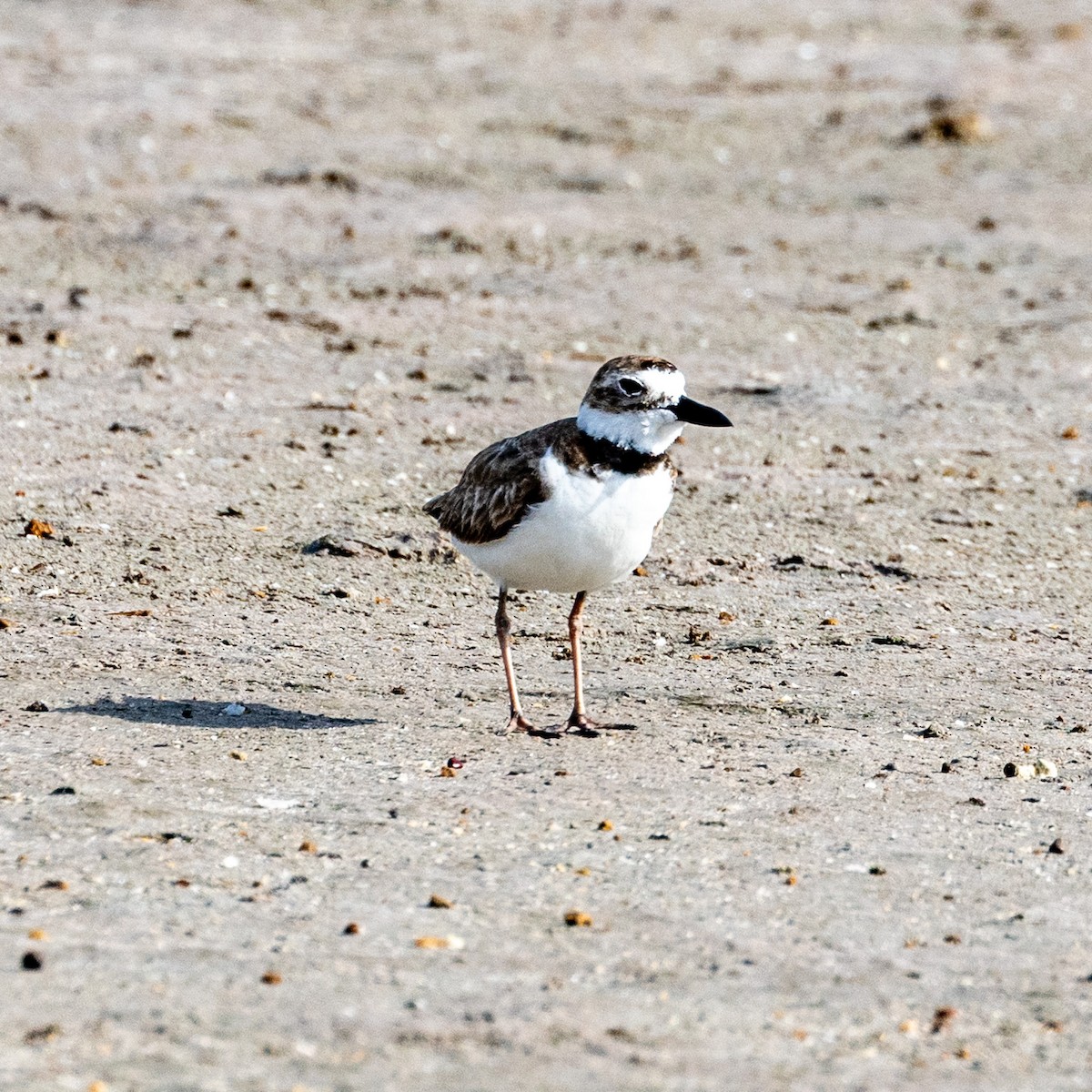 Wilson's Plover - ML637630786