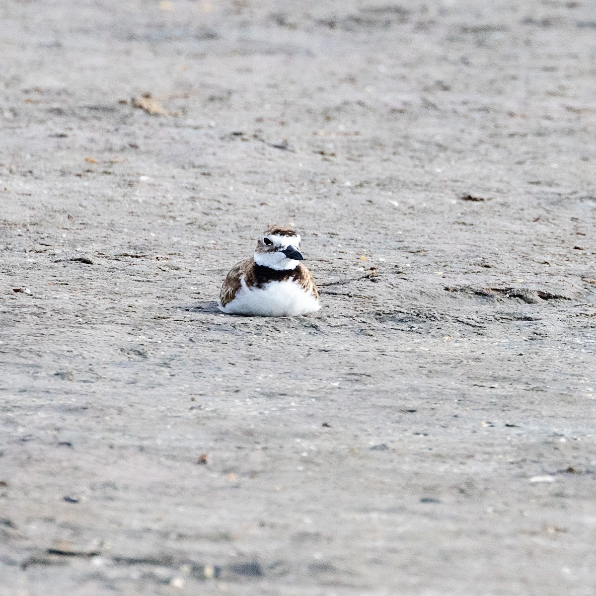 Wilson's Plover - ML637630787