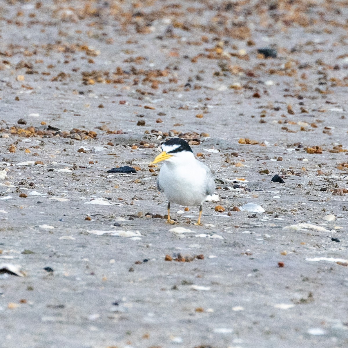 美洲小燕鷗 - ML637630801