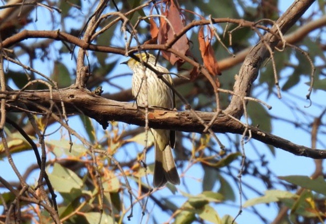 Yellow-plumed Honeyeater - ML637630809