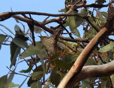 Yellow-plumed Honeyeater - ML637630810