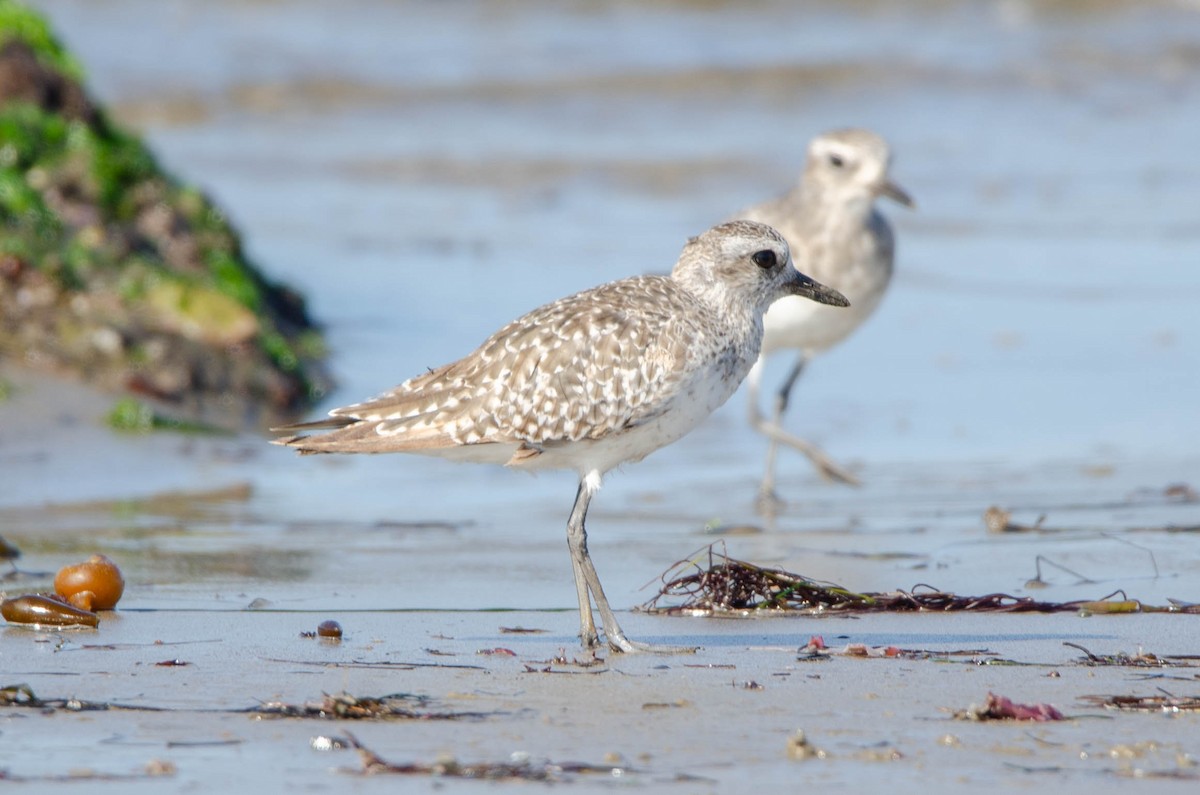 Black-bellied Plover - ML637630853