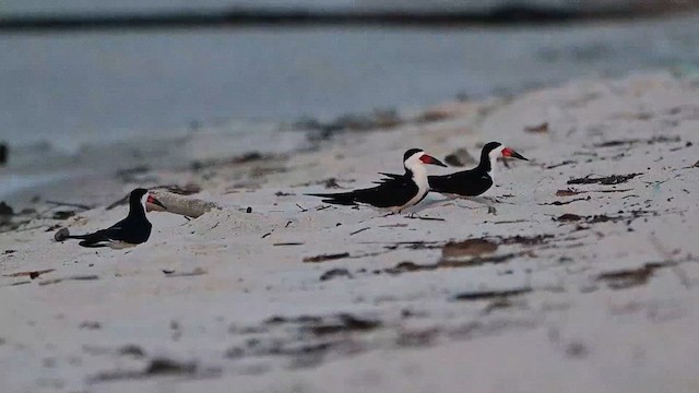Black Skimmer - ML637630864