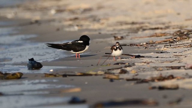 Black Skimmer - ML637630865