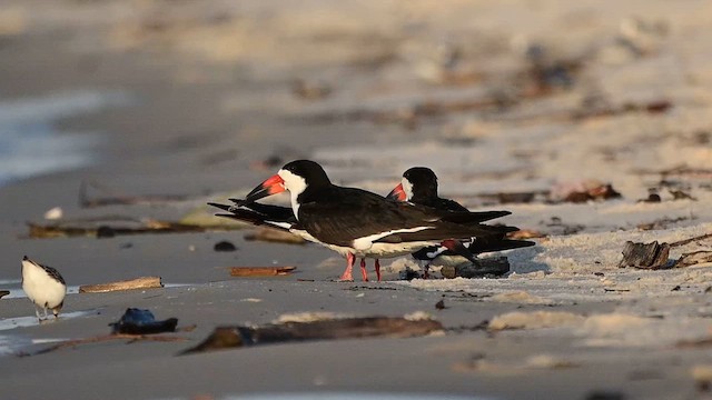 Black Skimmer - ML637630867