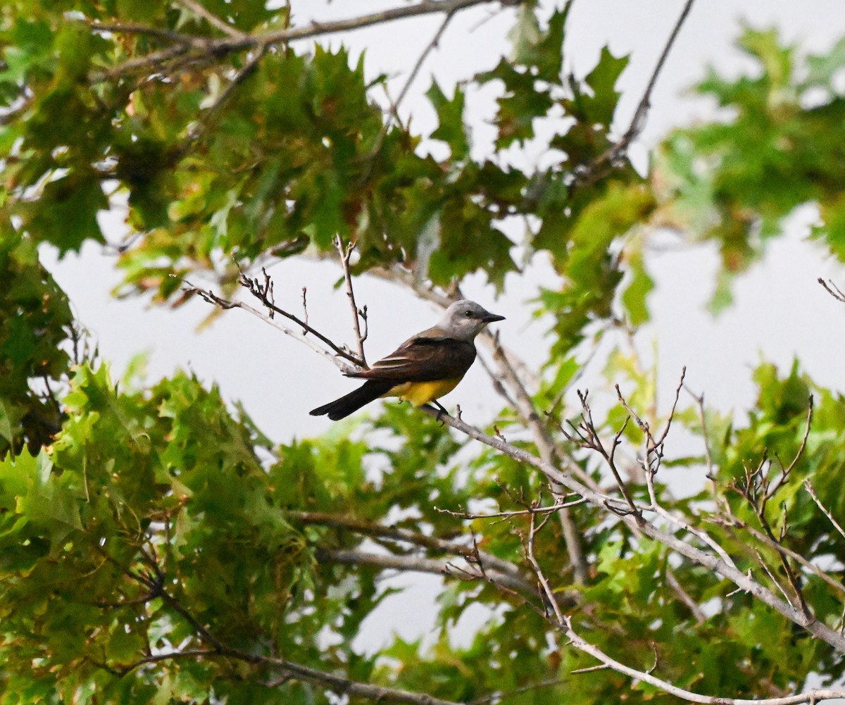 Western Kingbird - ML637630890