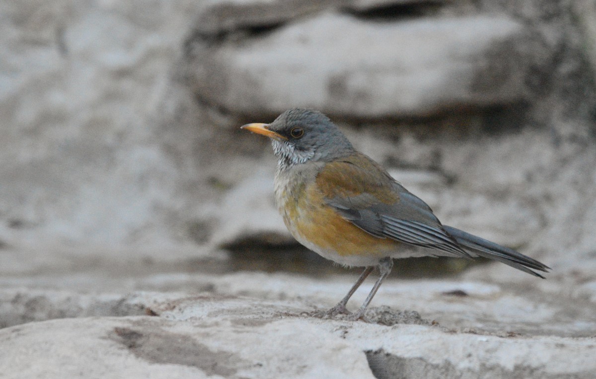 Rufous-backed Robin - ML637630990