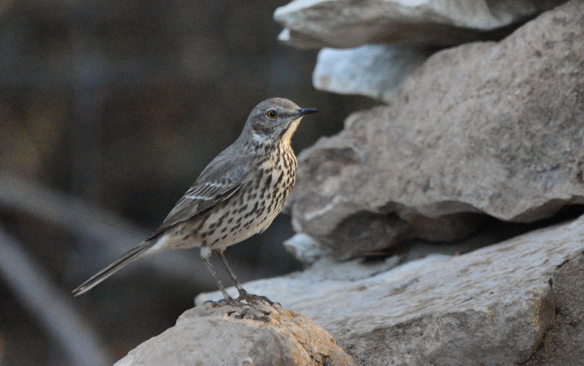 Sage Thrasher - ML637631077