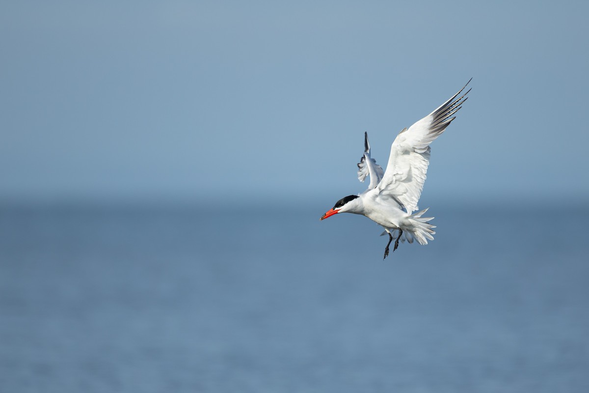 Caspian Tern - ML637631088