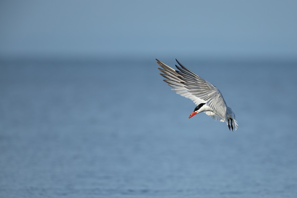 Caspian Tern - ML637631091