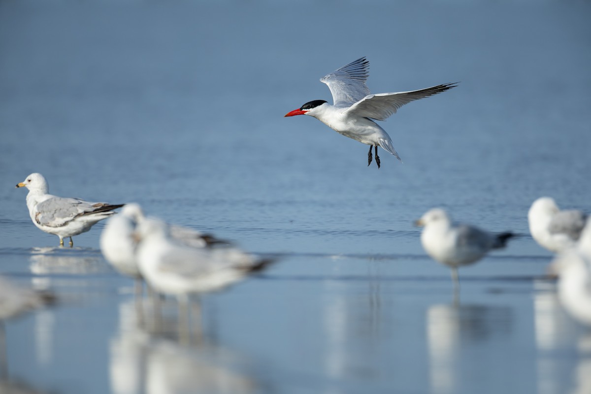 Caspian Tern - ML637631094