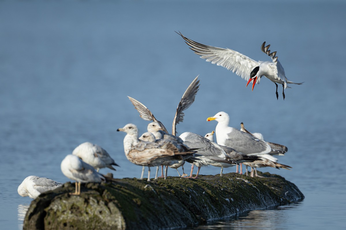 Caspian Tern - ML637631095