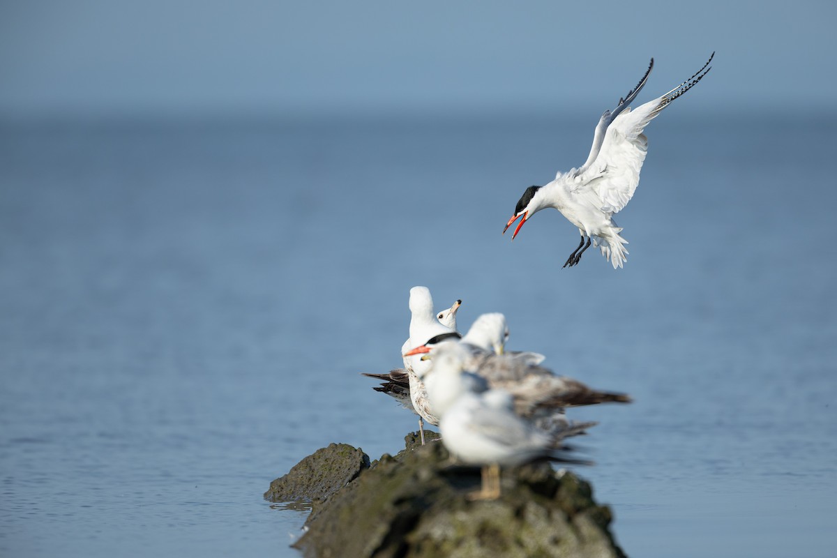 Caspian Tern - ML637631096