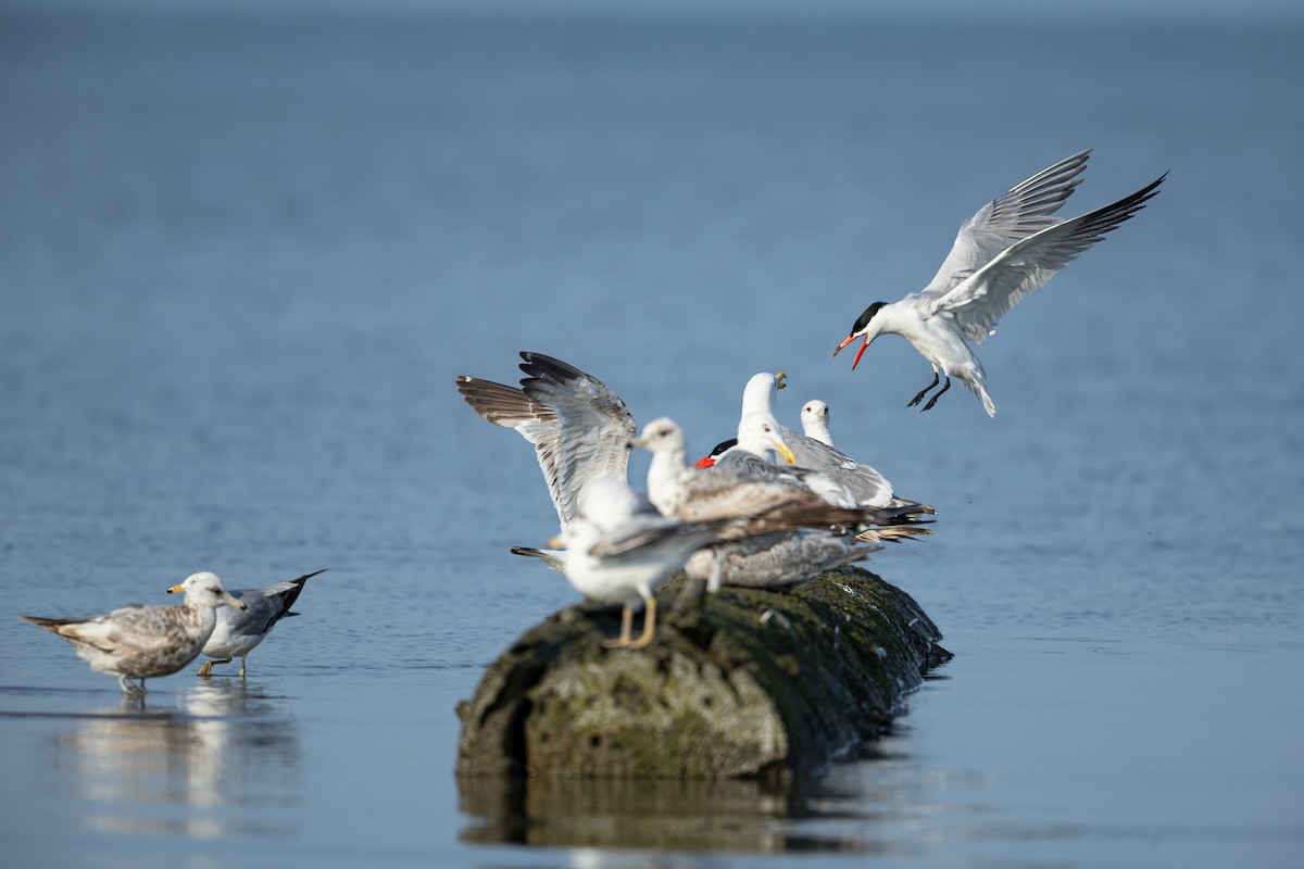 Caspian Tern - ML637631097