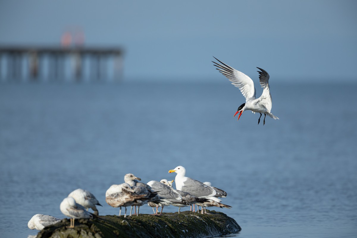 Caspian Tern - ML637631098