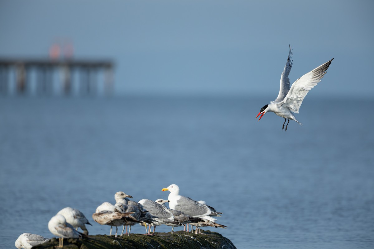 Caspian Tern - ML637631099