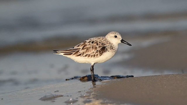 ミユビシギ - ML637631109