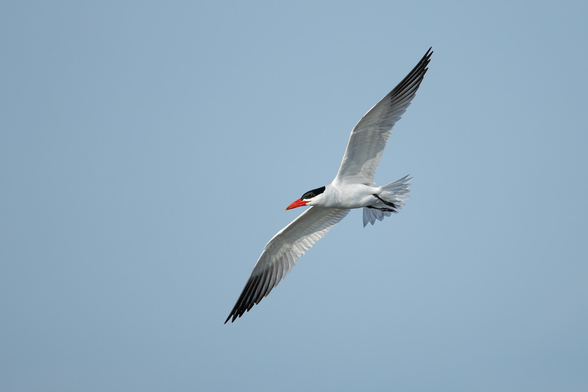 Caspian Tern - ML637631140