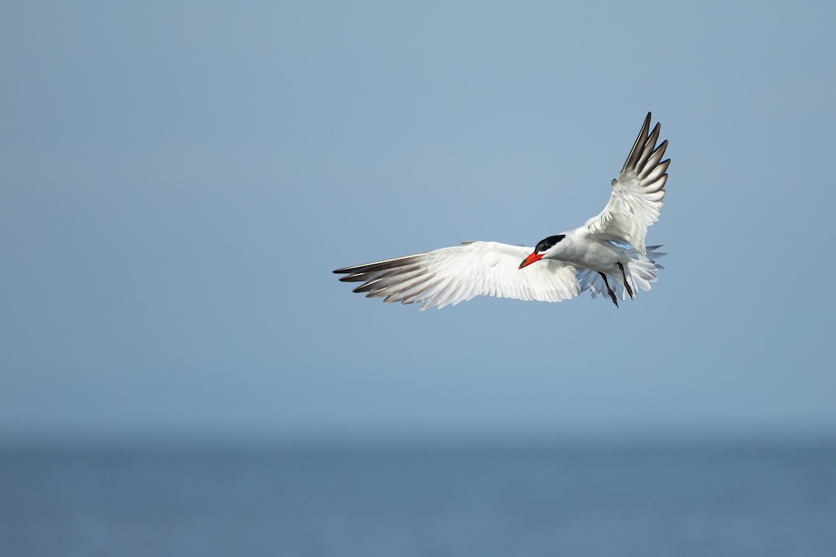 Caspian Tern - ML637631142